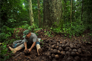 REDD project in Brazil nut concessions in Madre de Dios, Peru carbon project preview