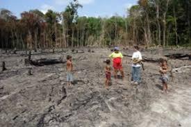 RMDLT Portel - Para REDD Project carbon project preview
